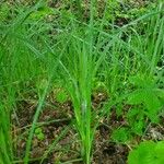 Carex acuta Folla