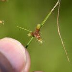 Cyperus subsquarrosus Fruit