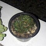 Haworthia mutica Hoja