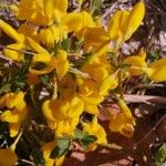 Cytisus decumbens Квітка