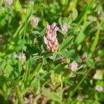 Trifolium striatum Floro