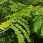 Caesalpinia decapetala Levél