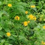 Crepis paludosa Квітка