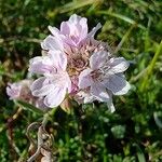 Armeria arenaria