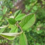 Cotoneaster pannosusΦύλλο