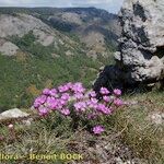 Armeria malinvaudii Hábitos