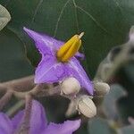 Solanum violaceum പുഷ്പം