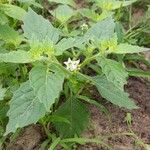 Solanum physalifolium Хабит