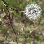 Lactuca canadensis Fruit