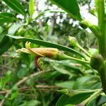 Bontia daphnoides Fruit