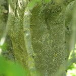 Fraxinus floribunda چھال