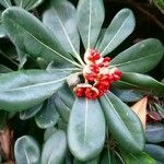 Pittosporum tobira Fulla