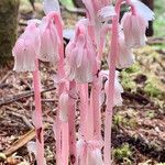 Monotropa uniflora Цвят