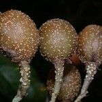 Casearia corymbosa Frukt