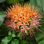 Scadoxus multiflorus Flower
