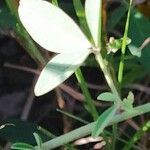 Crotalaria goreensis Leaf