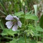 Geranium renardii Other