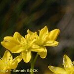 Haplophyllum linifolium Blüte