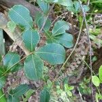 Zanthoxylum asiaticum पत्ता