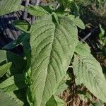 Amaranthus retroflexusFolha