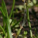 Littorella uniflora Цветок