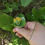 Lonicera dioica Floare