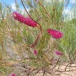 Pinus pinasterBlomst