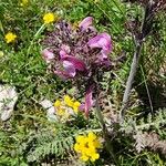 Pedicularis gyroflexa Flower