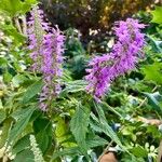 Elsholtzia stauntonii Flor