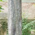 Aegle marmelos Corteza