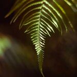 Dicksonia antarctica Leaf