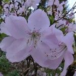 Rhododendron schlippenbachii Flors