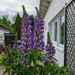 Lupinus angustifolius 花