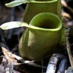 Nepenthes ampullaria Leaf