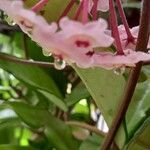 Hoya lacunosa Цвят
