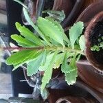 Kalanchoe miniata पत्ता