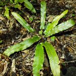Asplenium scolopendrium Likasa