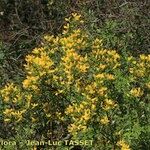 Genista monspessulana Hábito