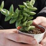 Crassula rupestris List