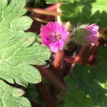 Geranium molleᱵᱟᱦᱟ