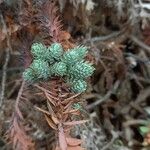 Euphorbia pithyusa 葉