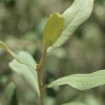 Tarchonanthus camphoratus Leaf