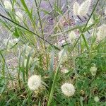 Lagurus ovatus Feuille