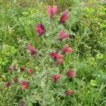 Echium creticum Vivejo