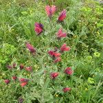 Echium creticum Habitus