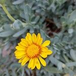 Hertia cheirifolia Kvet