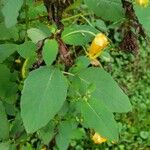 Impatiens capensis Folha