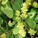 Exochorda × macrantha Fruit