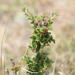 Cotoneaster integrifolius Blad