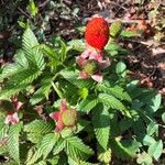 Rubus illecebrosus Leaf